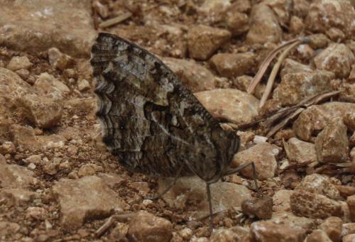 Hipparchia semele